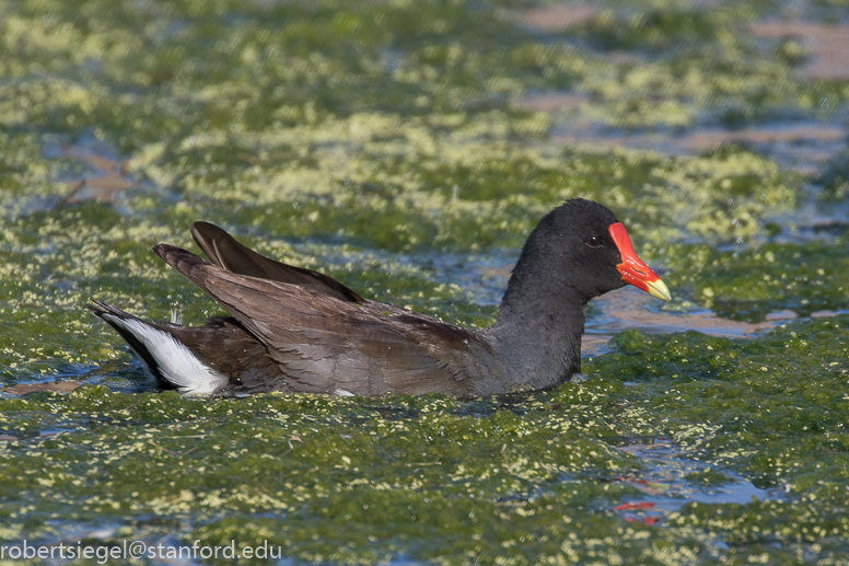 emily renzel wetlands